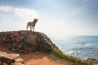 Özgürlük köpek. Köpek kalmak rock ve okyanus, deniz eğleniyor.