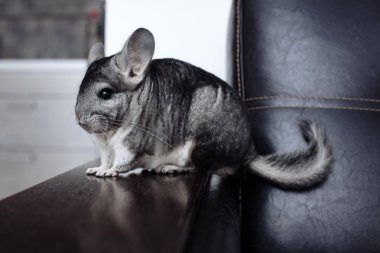 Güzel gri chinchilla koltuk 