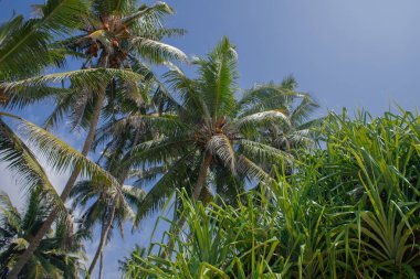 Sri Lanka sahilde tropikal Hindistan cevizi avuç içi. Güneşli gökyüzü arka plan 