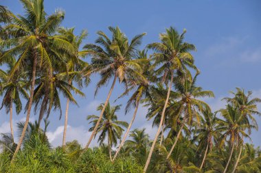 Sri Lanka sahilde tropikal Hindistan cevizi avuç içi. Güneşli gökyüzü arka plan 