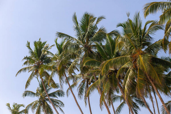 Тропические кокосовые пальмы на пляже в Шри-Ланке. Солнечный фон неба
 