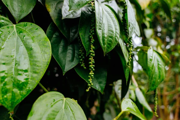 Green pepper on the tree in Sri Lanka Stock Image