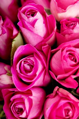 Pembe Gül arka kapatmak