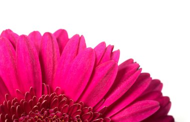 Parlak pembe papatya