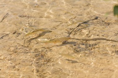 Plitvice Gölleri Milli Parkı'nda güzel manzara. Hırvatistan