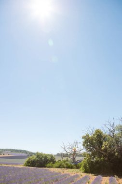 Provence 'deki lavanta tarlası
