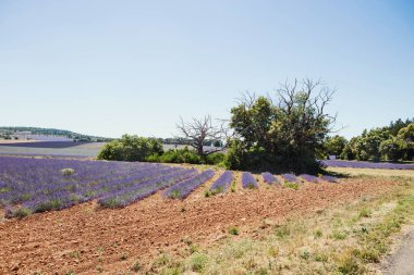 Provence 'deki lavanta tarlası