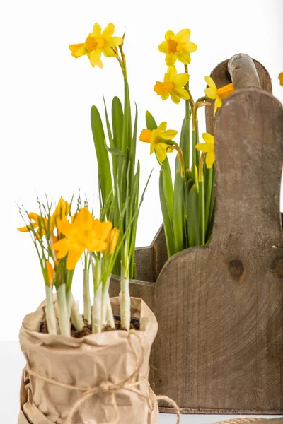 daffodils in pot, flowers isolated on white background.