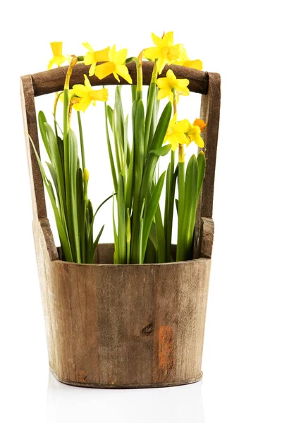 Narcisos em vaso, flores isoladas sobre fundo branco . — Fotografia de Stock