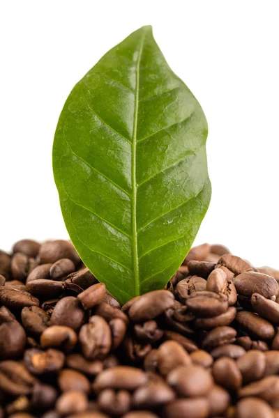Foto kávová zrna a list — Stock fotografie