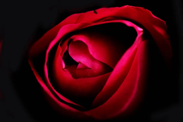 Różowa róża tło z bliska — Zdjęcie stockowe