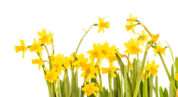 Yellow daffodils isolated on white background — Stock Photo, Image