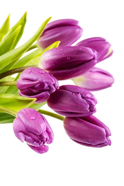 Strauß lila Tulpen auf weißem Grund — Stockfoto