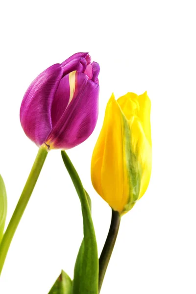 Tulipanes amarillos y morados sobre fondo blanco —  Fotos de Stock