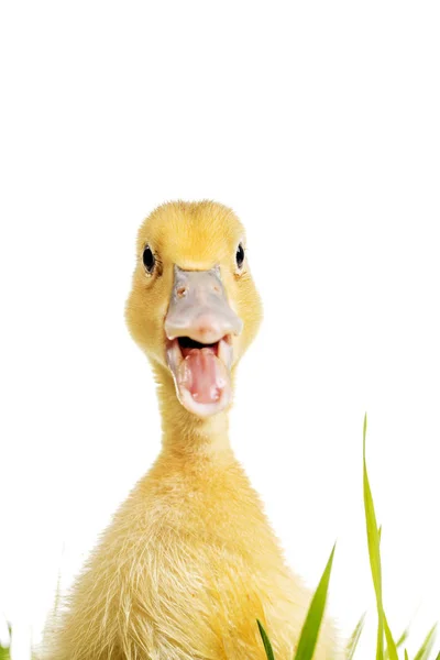 Little duck with open mouth in green grass — Stock Photo, Image