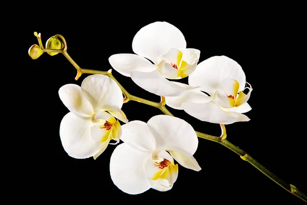 Orquídea branca com centro amarelo — Fotografia de Stock