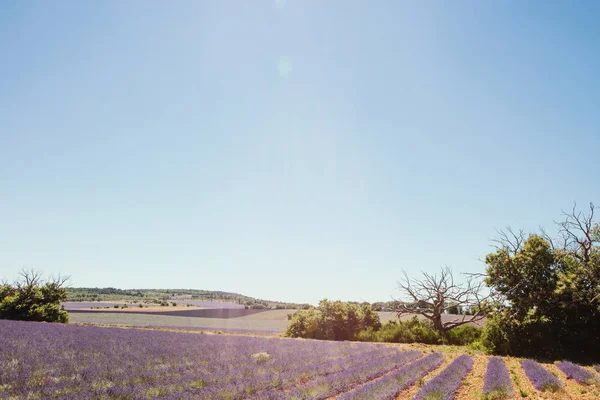 Campo de lavanda na Provença — Fotografia de Stock