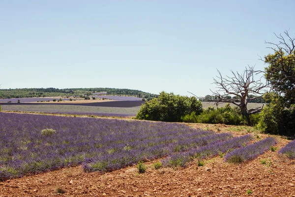 Levandulové pole v Provence — Stock fotografie