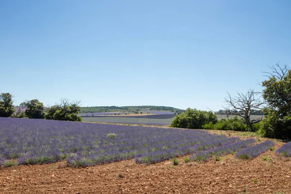 Campo de lavanda en Provenza — Foto de Stock