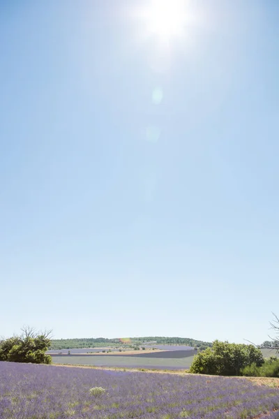 Campo di lavanda in Provenza — Foto Stock