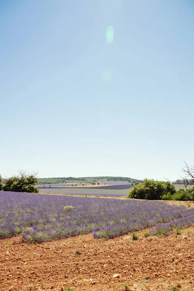 Лавандовое поле в Провансе — стоковое фото