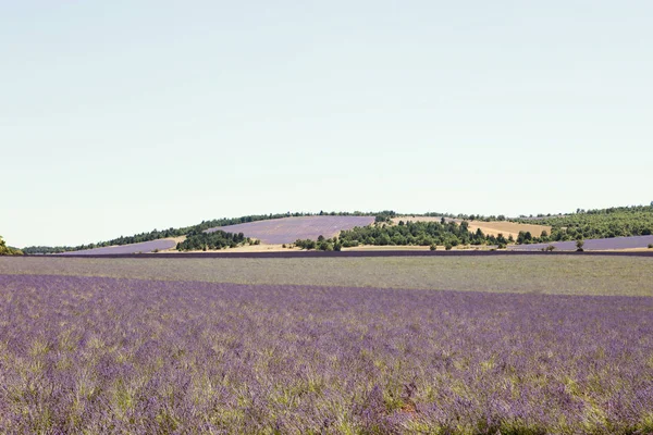 Levandulové pole v Provence — Stock fotografie