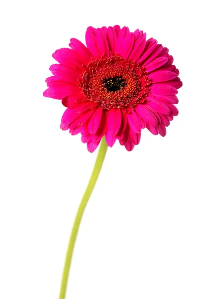 Helder roze daisy — Stockfoto