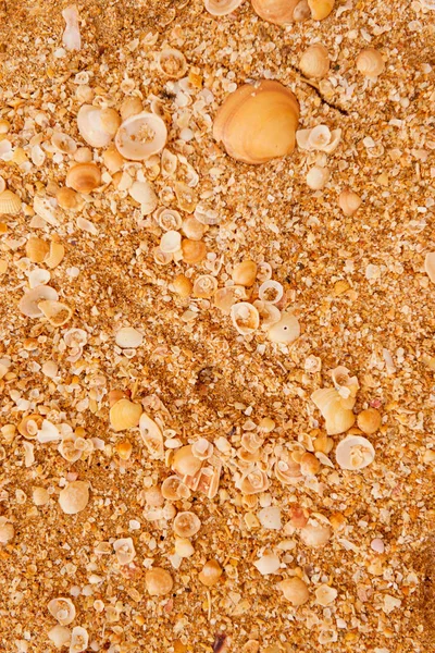 Shels on beach sand background — Stock Photo, Image