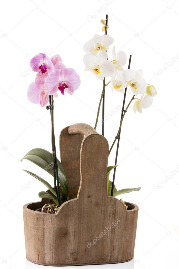 Pink and white orchid in pot on white background