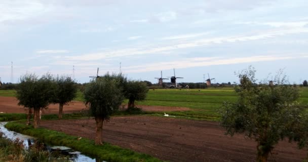 Windmills of Kinderdijk. — Stock Video