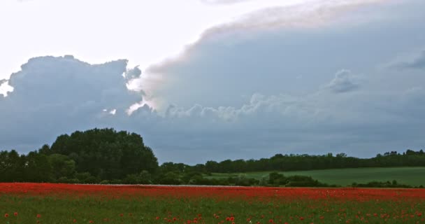 Campo di papaveri in sera — Video Stock