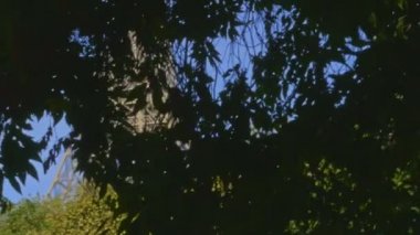 Yürüyerek Champ de Mars üzerinde kamera ile.
