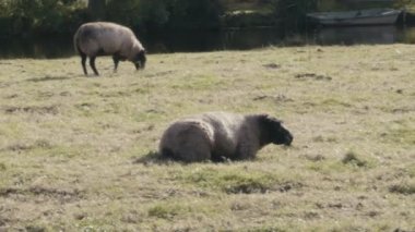 sheeps eten van gras
