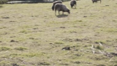 sheeps eten van gras