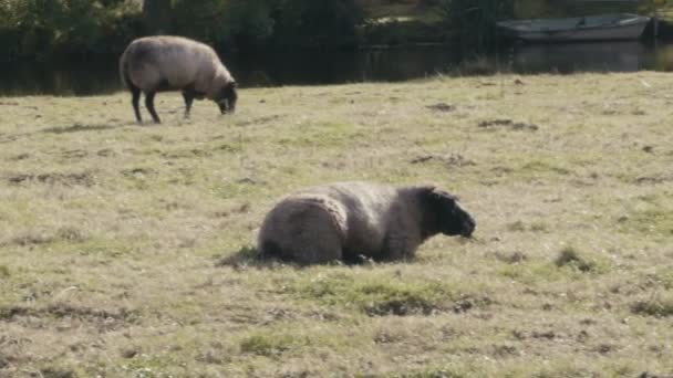 Sheeps eten van gras — Stockvideo