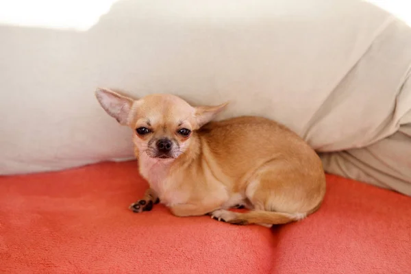 Filhote de cachorro chihuahua engraçado no sofá — Fotografia de Stock