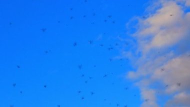 doğada vızıldayan sivrisinek 4k swarm.