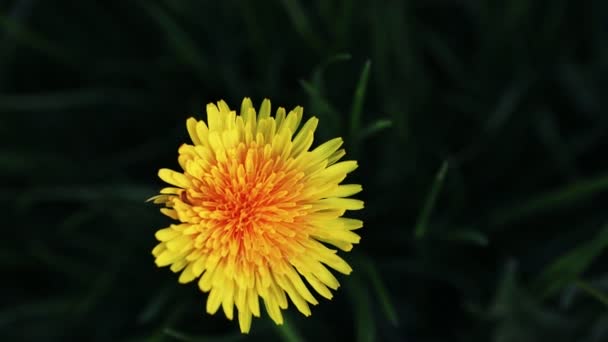 タンポポの花を閉じる — ストック動画