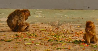 Sokakta oturan ve meyve, yemek Barbary makak Gibraltar İngiliz kolonisi.