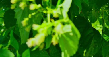 Hop ile yeşil backgrond