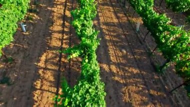 Üzüm çalılar satırlarla