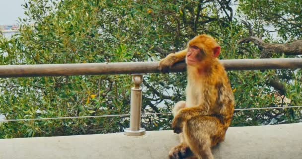 Macaco berberisco de Gibraltar — Vídeo de stock
