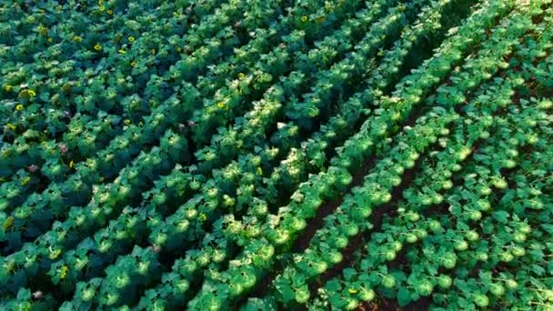 Au-dessus du champ de fleurs — Video