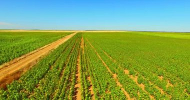 Ayçiçeği ile peyzaj