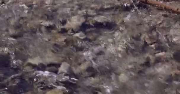 Agua y piedras en el arroyo — Vídeos de Stock