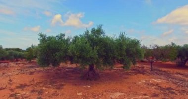 Zeytin ağacı Grove