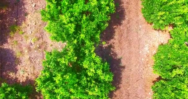 Aerial view on mandarine trees — Stock Video