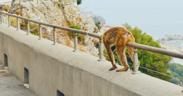 Marcher Barbarie Macaque — Video