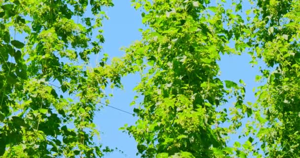 跳高植物 — 图库视频影像