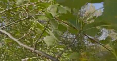 sonbahar sezonunda bırakır